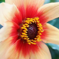 Dahlias, Dahlia Types, dahlia Varieties, Cactus Dahlias, Semi Cactus Dahlias, Decorative Dahlias, Pompon Dahlias, Ball Dahlias, Anemone Dahlias, Collarette Dahlias, Mignon Dahlias, Single Dahlias, Peony Dahlias, Orchid Dahlias, Waterlily Dahlias